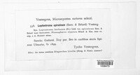 Leptostroma spiraeae image